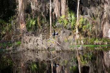 Back view of Anhinga drying its wings while perched on branch in park with large pond, Charleston, SC, USA