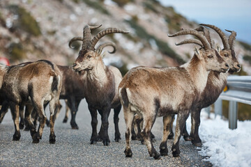 Herd of mountain horned goats crossing the road. Alpine wildlife. Spain
