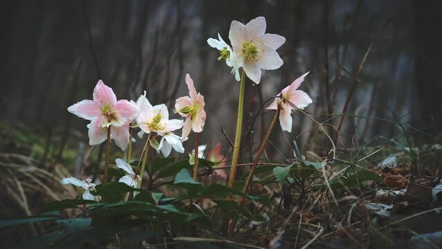 Group of snowdrop flowers in the spring forest