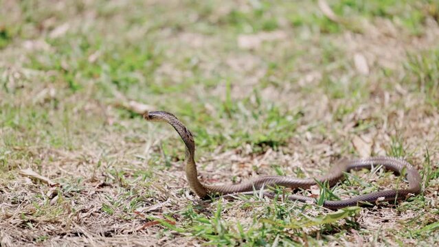 Cobra snake on green grass.
