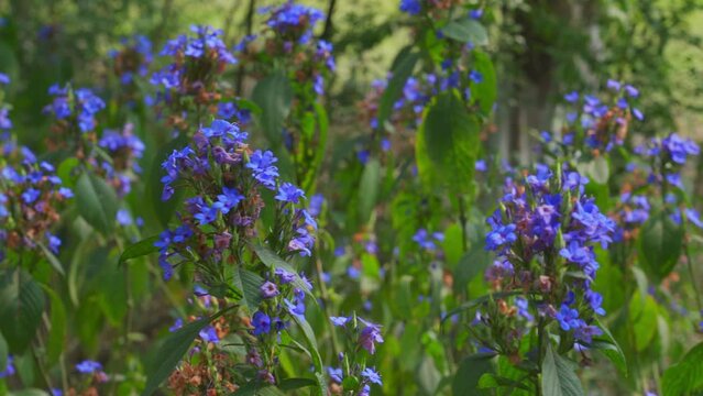 Closeup of blue and purple philodendron flowers blooming in the garden