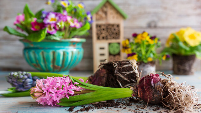 Hyacinth seedling and spring flowers on wooden table