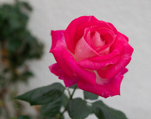 rose du jardin en automne