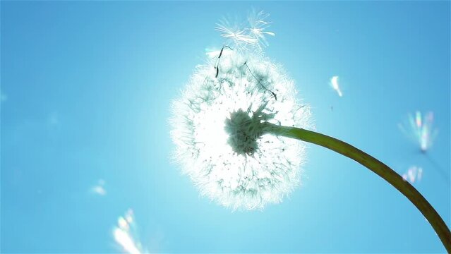 Fluffy seeds flying over single dandelion flower on blue sky background with sun. Slow motion. Close up. 
