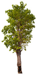 Fototapeta na wymiar PNG tree with removed original background for easy to drag and drop in new project