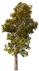 PNG tree high quality cut out from original background 