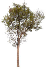 PNG tree with removed original background for easy to drag and drop in new project
