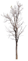 PNG death tree or leafless tree transparent PNG easy to drag and drop