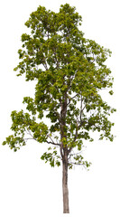 PNG tree with removed original background for easy to drag and drop in new project