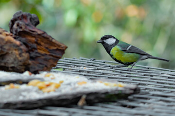 bird on a tree