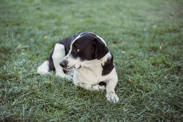 Nice dog on the grass in the park. Black and white dog for a walk.
