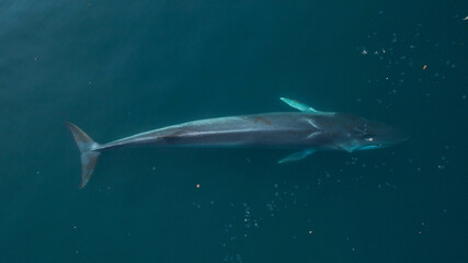 Ballena Fin 