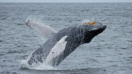 Naklejka premium Ballena Jorobada 
