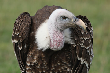 Portrait of a Rüppell's Vulture against a green background
