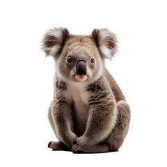 Cute koala isolated on transparent background. Generative AI