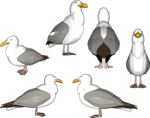 Vector sketch illustration of a seagull on the seashore