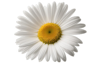 Daisy flower isolated on transparent background. Generative AI