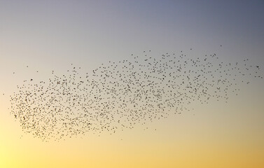 Naklejka na ściany i meble A flock of birds are flying in the sky.