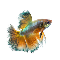 Fototapeta premium Guppy aquarium fish isolated on white background. Generative AI