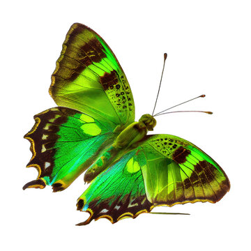Green butterfly isolated on white background. Generative AI