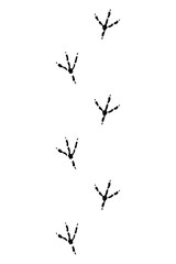 Animals feet track. Chicken black paw, walking feet silhouette or footprints. Trace step imprints isolated on white. Walking tracks paws illustration