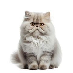 Persian cat isolated on white background. Generative AI