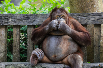 Naklejka premium Plump and Playful Young Orangutan sitting on the bench in Thailand
