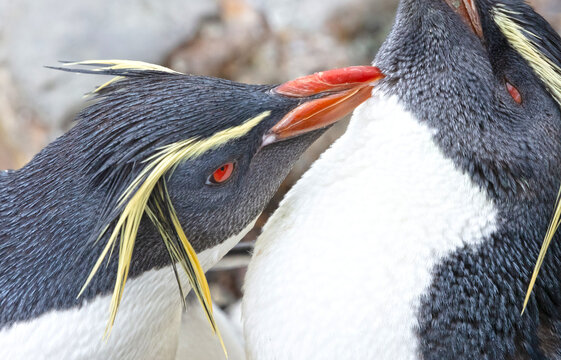 Northern Rockhopper Penguin (Eudyptes moseleyi)