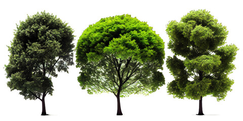 Fototapeta premium Green trees isolated on white background. Generative AI