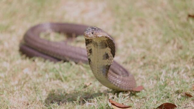 Close up head of Cobra snake on grass and Light reflecting cobra snake.