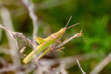 grasshopper on a leaf