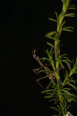 mantis on a flower