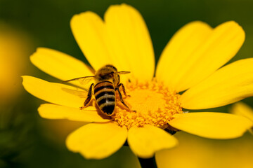 bee on yellow flower