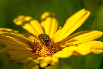 beetle on yellow flower