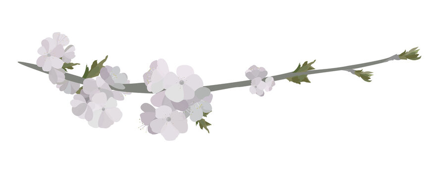 blossom flowers on a white illustration