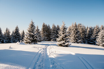 Alpine mountains landscape with white snow and blue sky. Sunset winter in nature. Frosty trees under warm sunlight.  Hiking winter to kralova hola, low tatras slovakia landscape © Zedspider