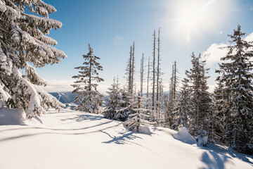 Alpine mountains landscape with white snow and blue sky. Sunset winter in nature. Frosty trees under warm sunlight.  Hiking winter to kralova hola, low tatras slovakia landscape © Zedspider