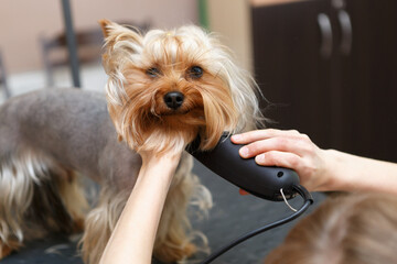 Cute little yorkie being groomed. Professional pet groomer shaving yorkshire terrier dog in salon. - obrazy, fototapety, plakaty