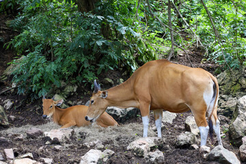 The female and baby red cow in nature garden