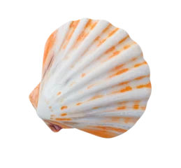 Deurstickers seashell isolated on transparent background © PotPixel