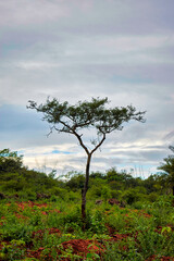 Lonely tree in the meadow with cloudy sky background.