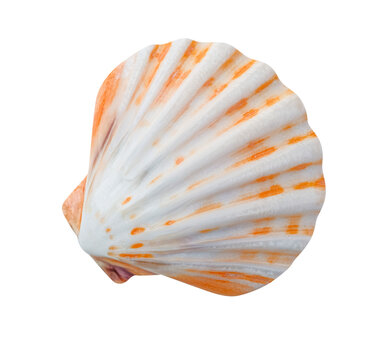 seashell isolated oon transparent background