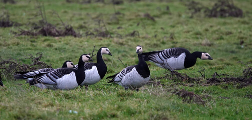 The barnacle goose (Branta leucopsis) is a species of goose that belongs to the genus Branta of black geese. These geese hibernate in East Frisia, Germany this year © Wolfborn Indiearts
