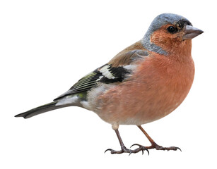 Chaffinch (Fringilla coelebs) male, isolated on transparent background