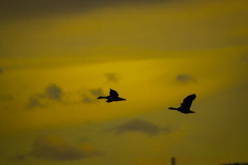 birds flying in the sunset