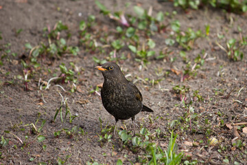 Blackbird close-up on the ground among the grass