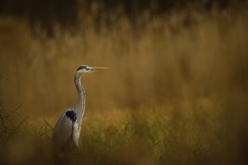 grey heron ardea cinerea