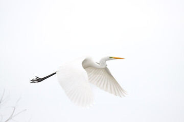 white egret in flight