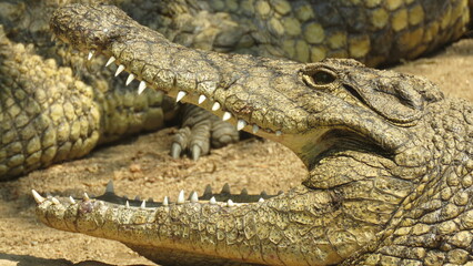 Cooling off. Nile crocodile cooling off by adopting this 'mouth gaping' posture. This allows the...
