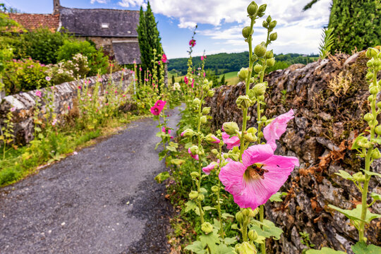 Stockrosen-Allee auf dem Burgberg in Turenne im Périgord